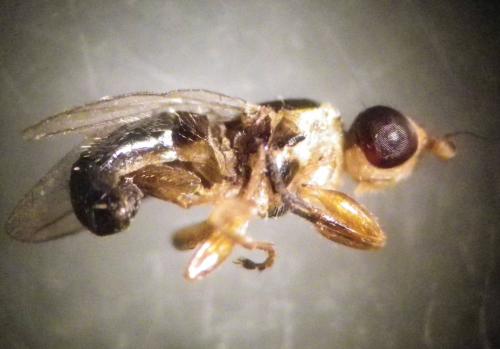 Cetema sp.